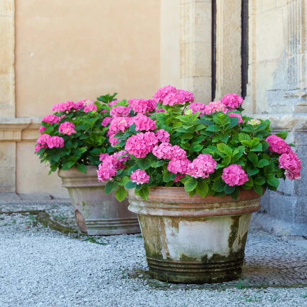 Potted pink hydrangeas.