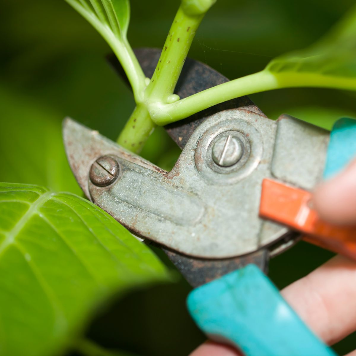 The process of pruning a hydrangea plant.