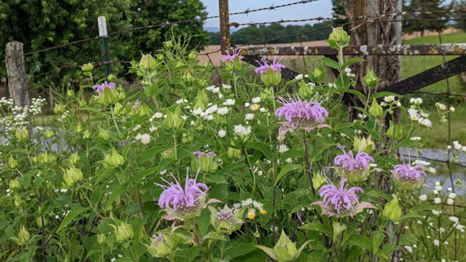 Purple bee balm and white fleabane flowers by an old fence.