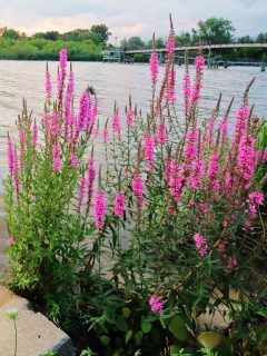 Blooming purple loosestrife plants by a lake.