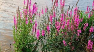 Blooming purple loosestrife plants by a lake.