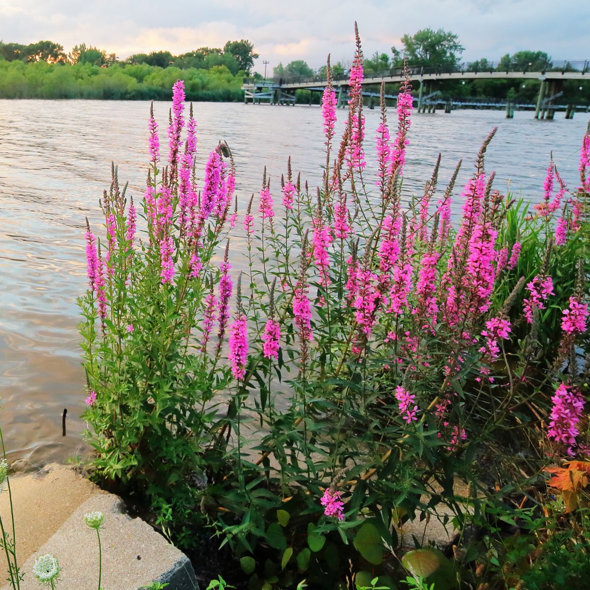 Blooming purple loosestrife plants by a lake.