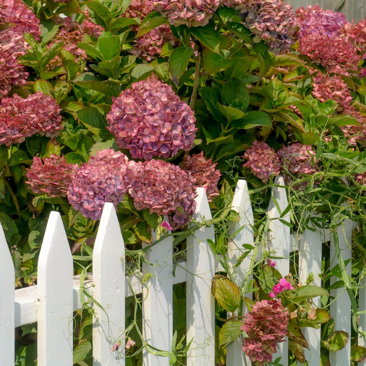 Rose-colored hydrangea flowers behind a white picket fence. 