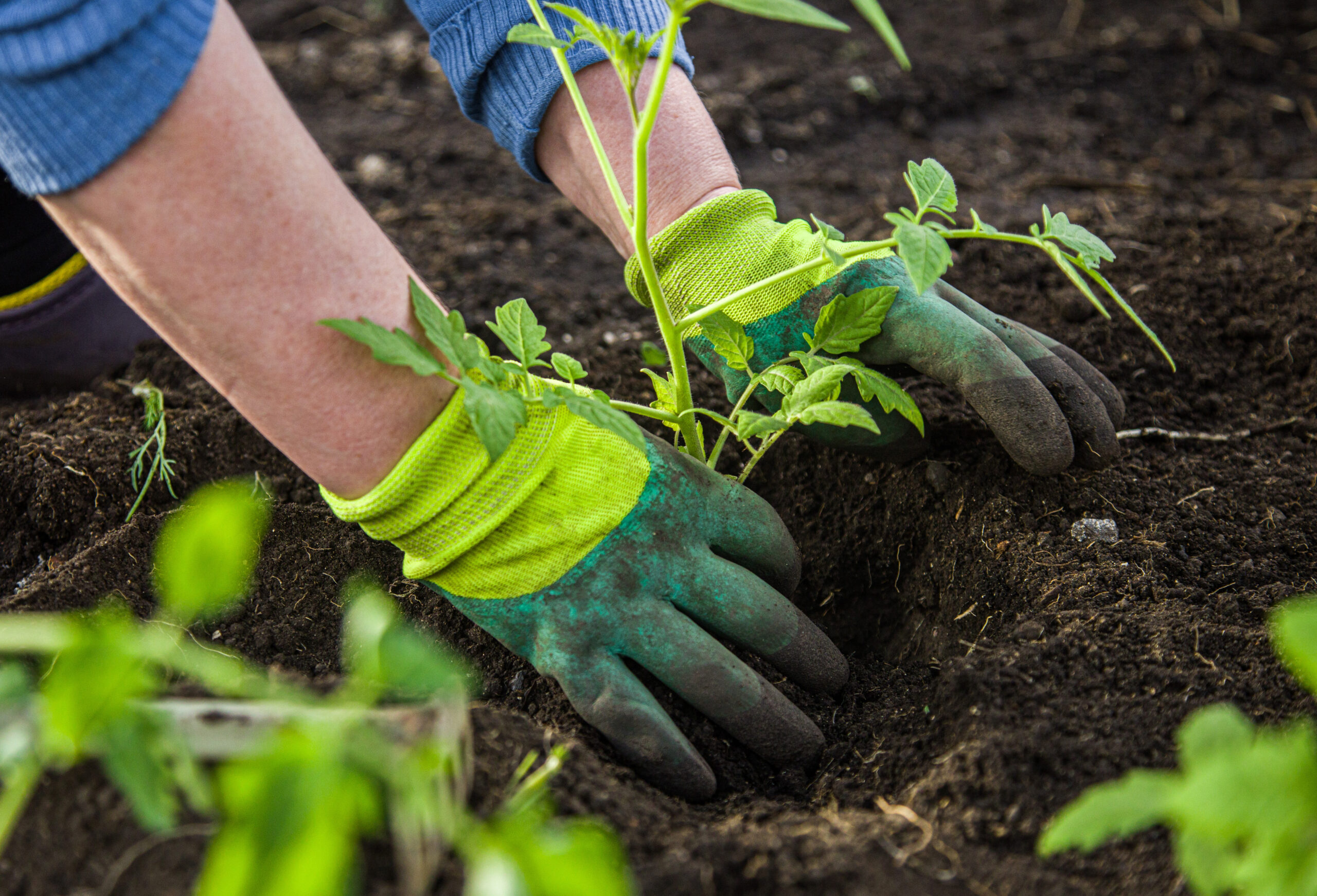 woman in gloves plants a bush of tomatoes in the ground in a greenhouse.