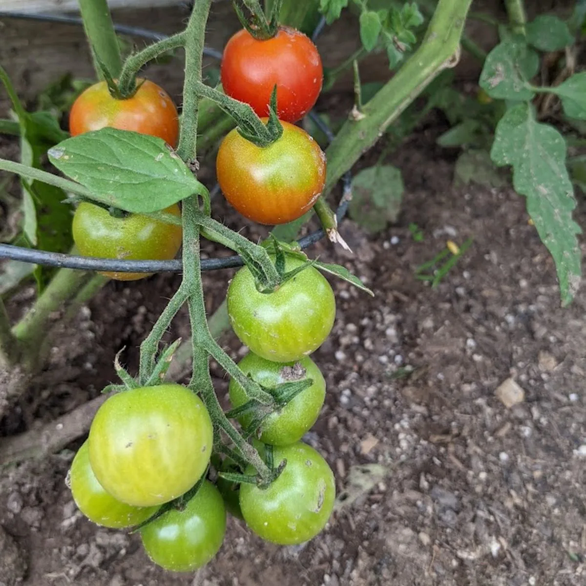 Cherry tomatoes supported by a tomato cage. 
