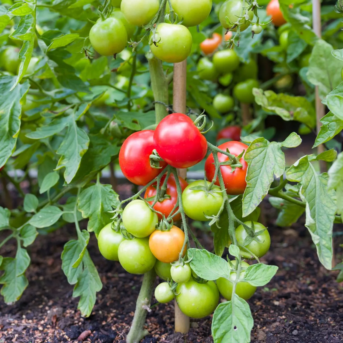 A staked tomato plant with an abundance of tomatoes, form green to red.