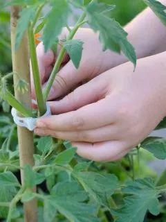 Hands are clipping a tomato plant to a wooden stake.