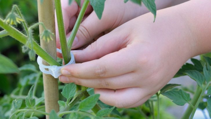 The Best Way To Stake Tomato Plants: 7 Practical Tips from Experienced Gardeners
