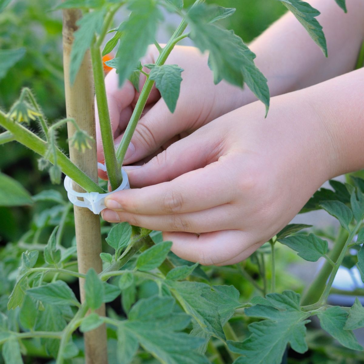 Hands are clipping a tomato plant to a wooden stake. 