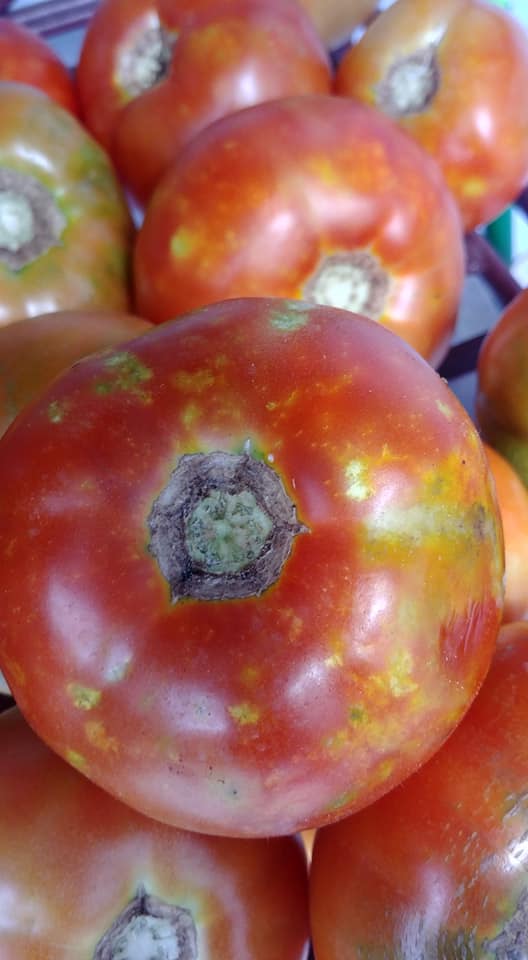 tomatoes with stink bug damage. 