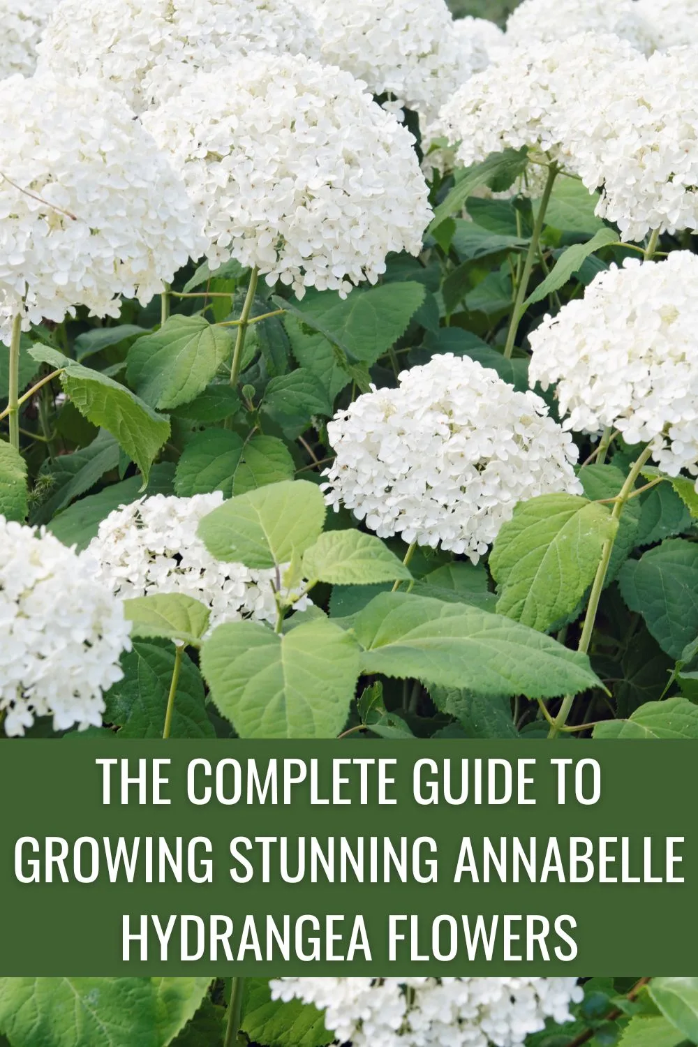 The Complete Guide To Growing Stunning Annabelle Hydrangea Flowers.