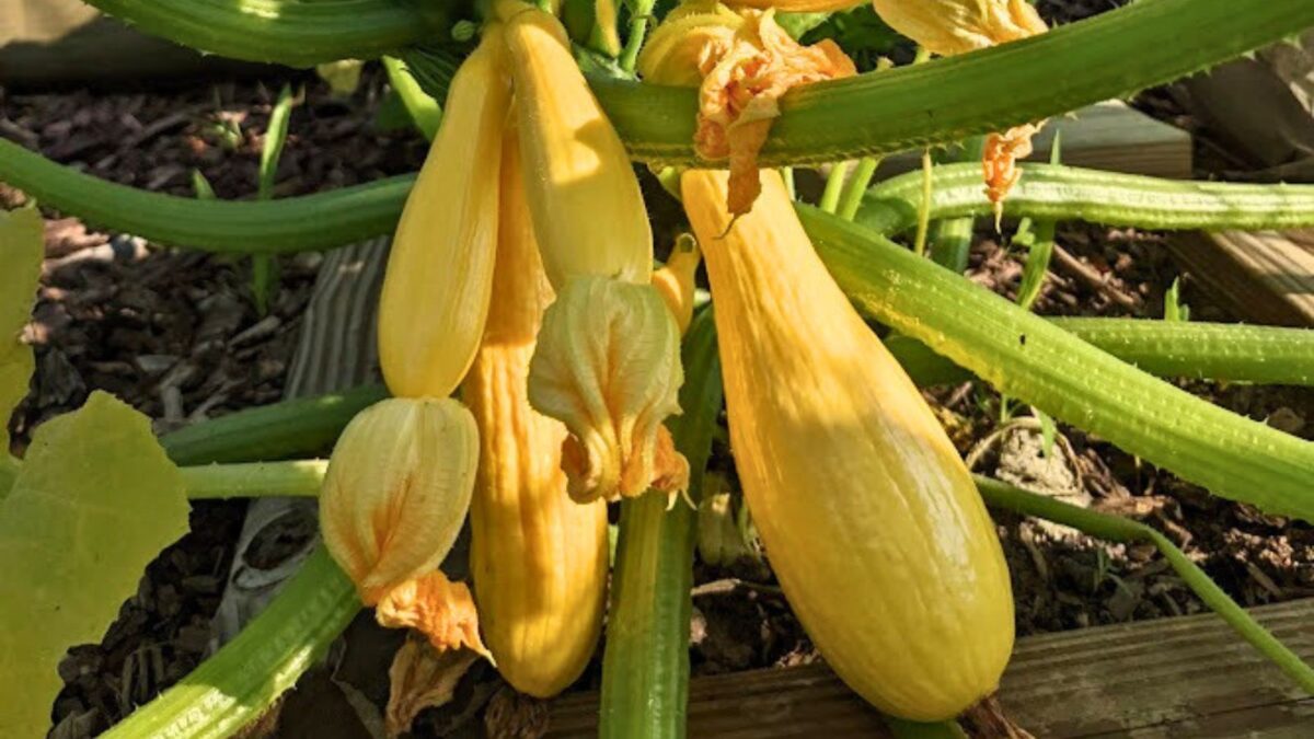yellow summer squash plant and fruit.