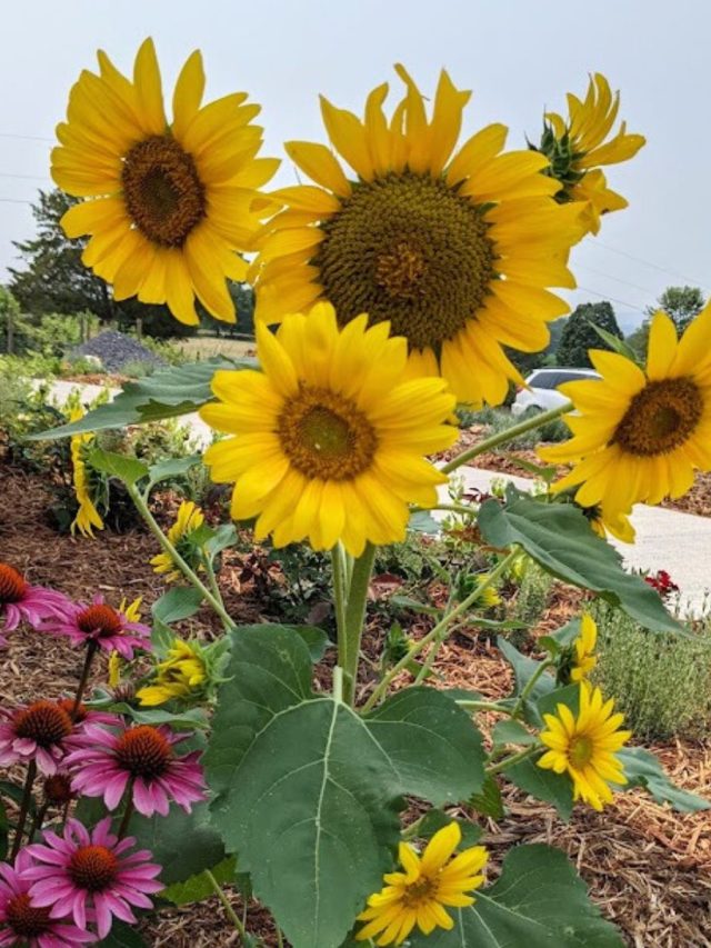 How To Save A Dying Tomato Plant