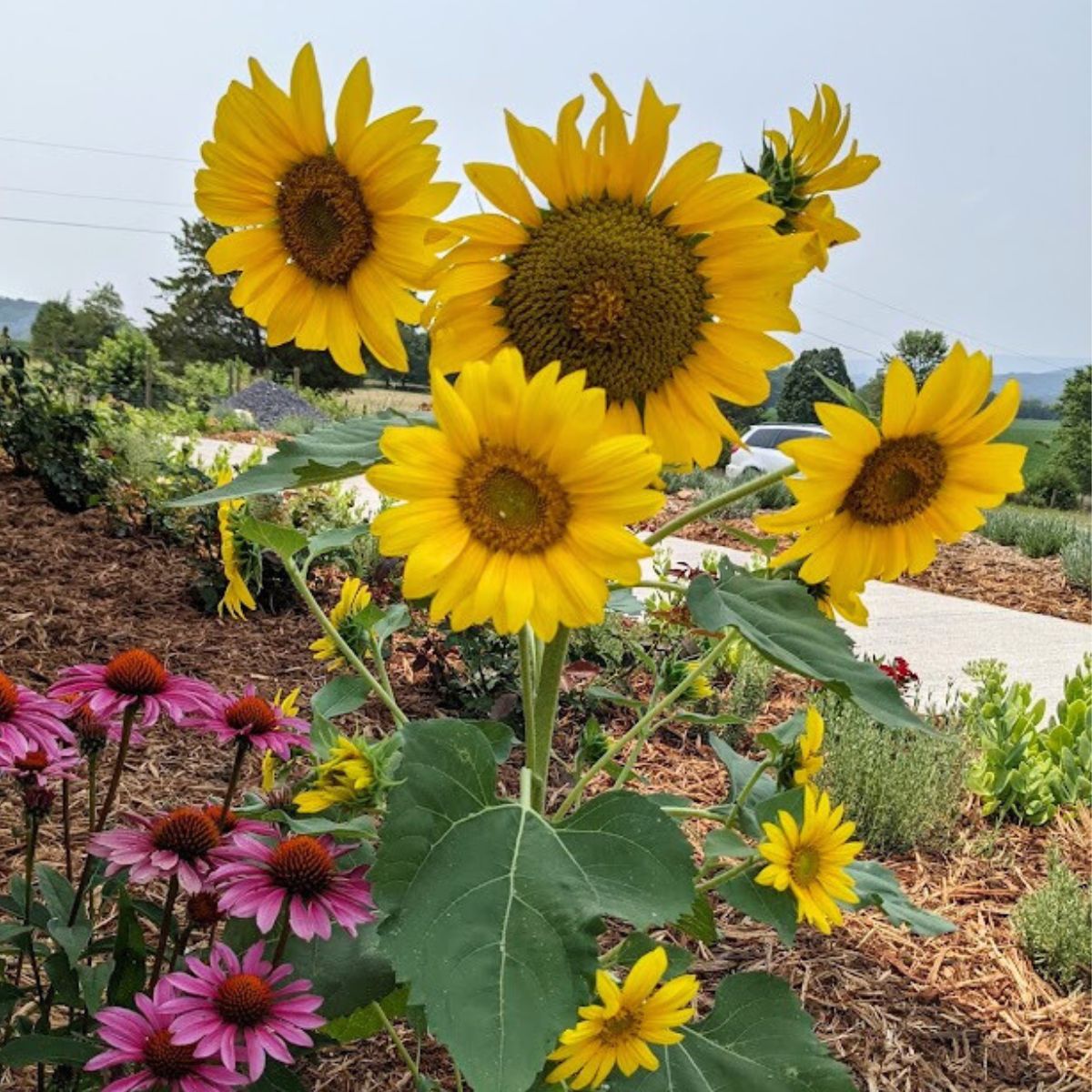 Bright yellow sunflowers and pink echinacea flowers.