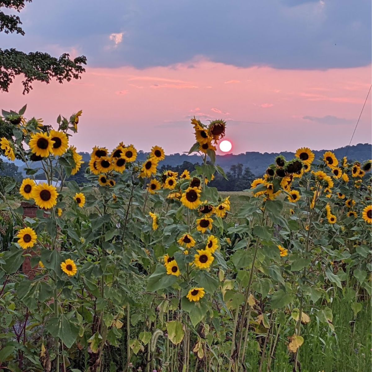 Sunflowers with beautiful pink skies and the sun setting in the background.