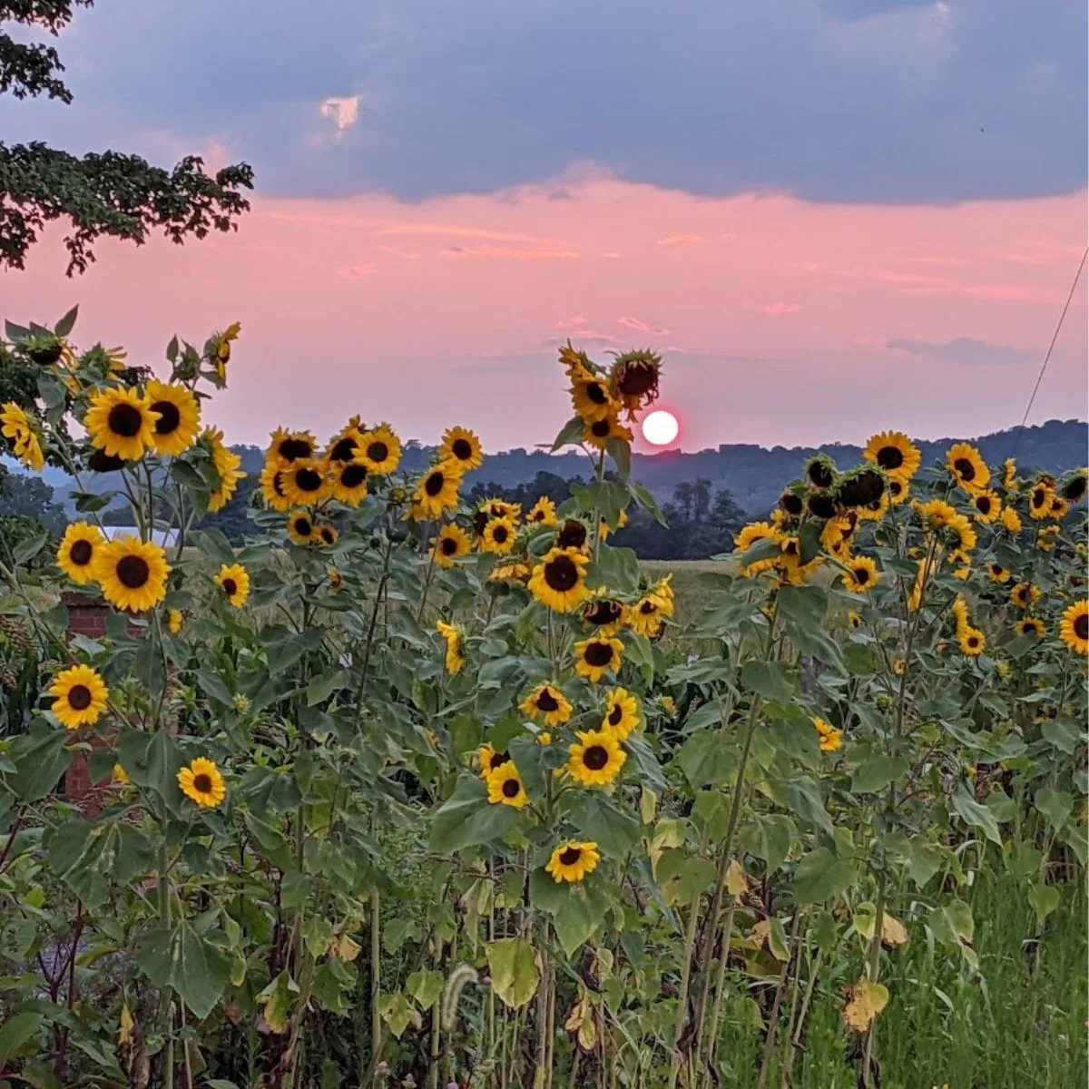 Sunflowers with beautiful pink skies and the sun setting in the background.