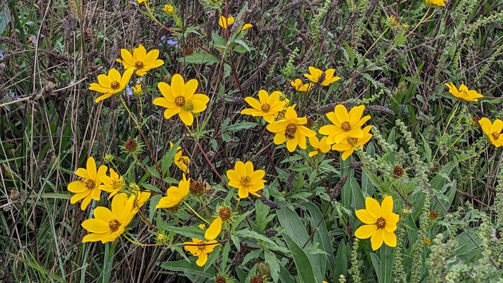 Tall tickseed in a wildflower meadow.