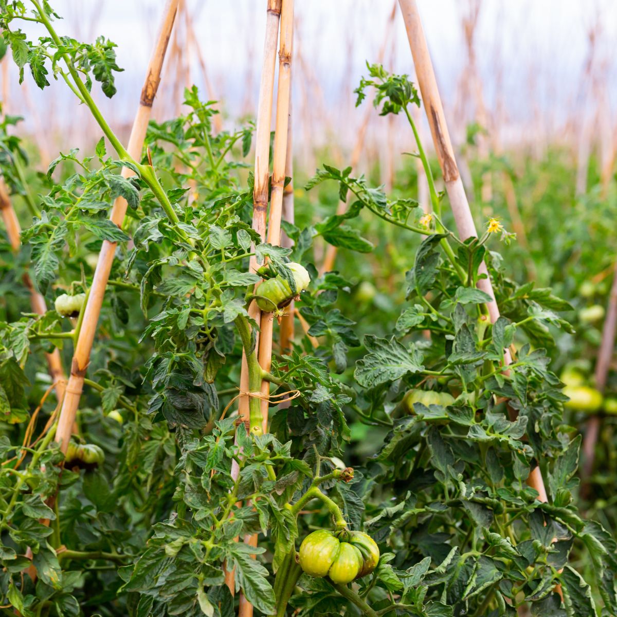 Tomato staked to bamboo teepees.