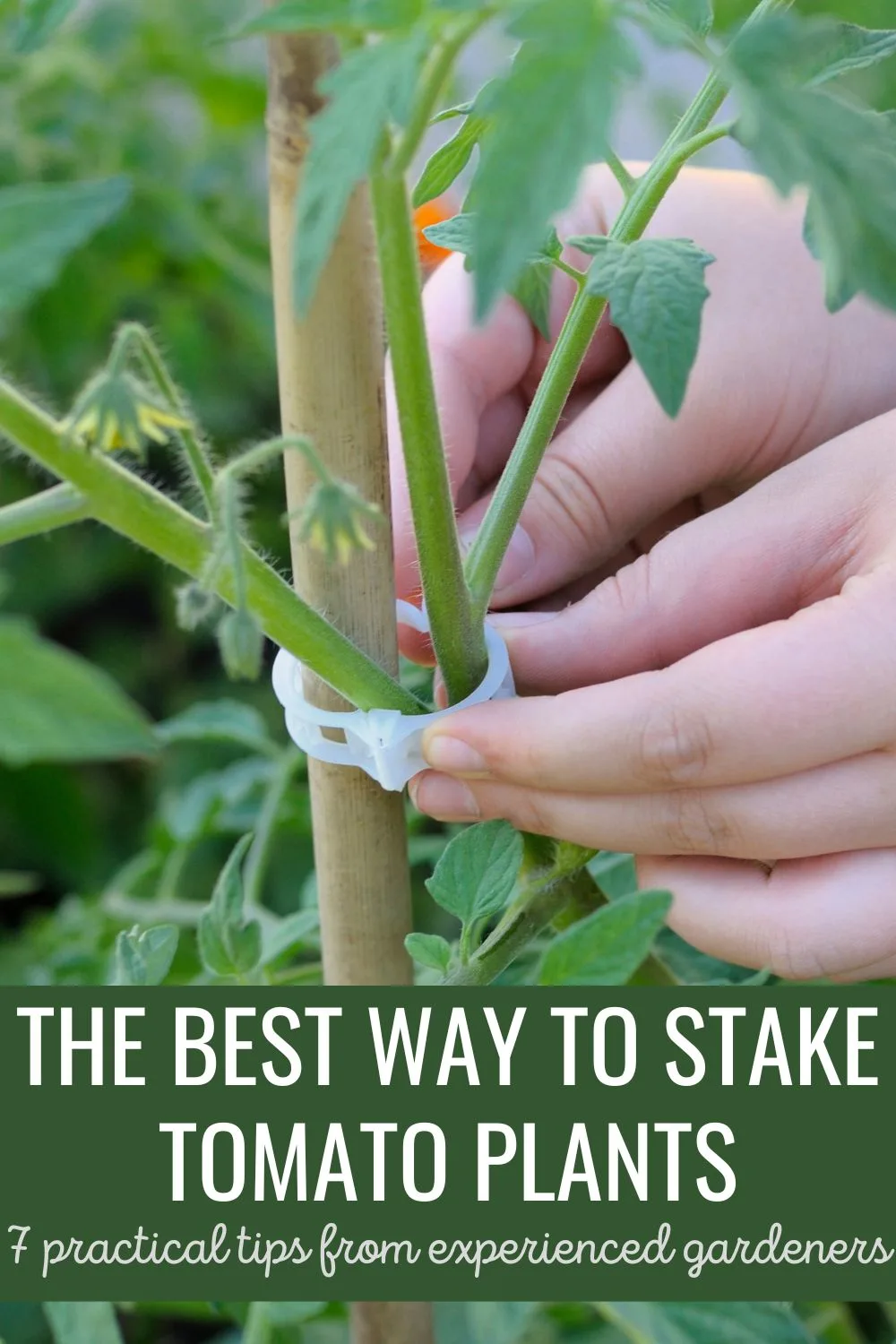 The best way to stake tomato plants: 7 practical tips from experienced gardeners.