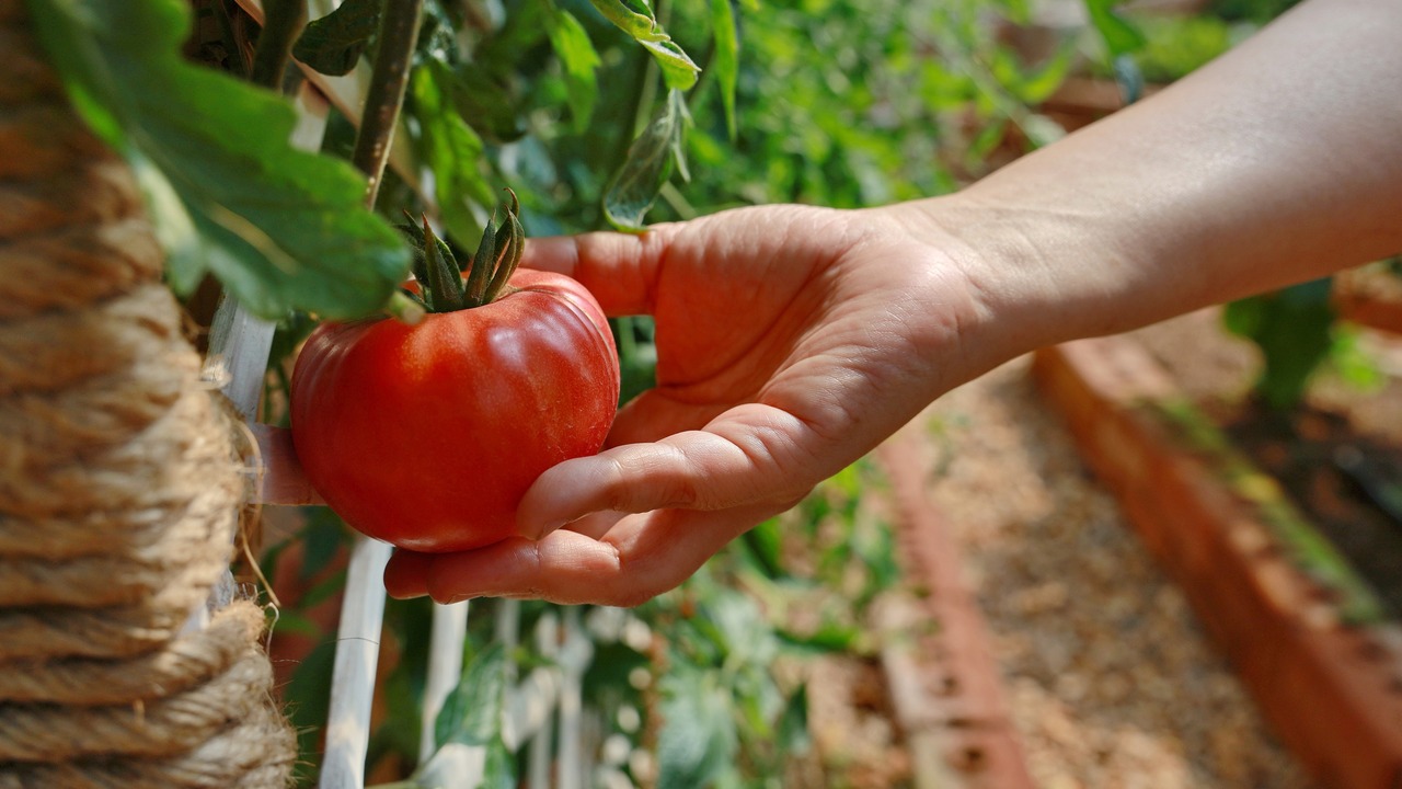 The gardener is harvesting the produce from the tomato plants.