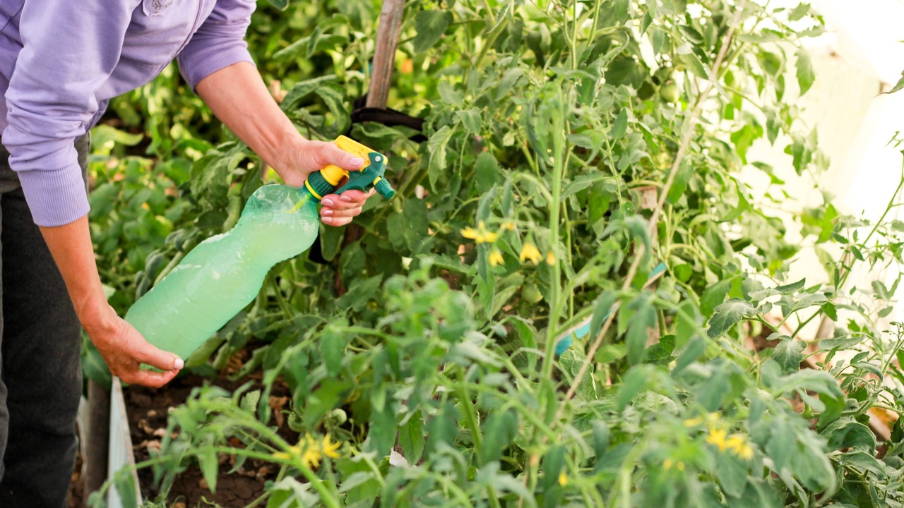 female hands in a greenhouse spray tomato bushes, treatment of tomato bushes from insects and diseases at home.