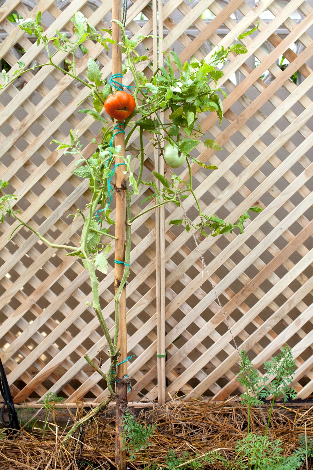 A tomato plant staked to a lattice wall.