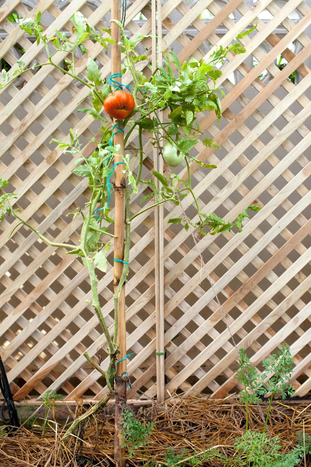 A tomato plant staked to a lattice wall. 