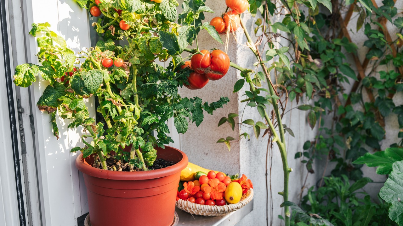 Planting of tomatoes in balcony garden. Hobby gardening