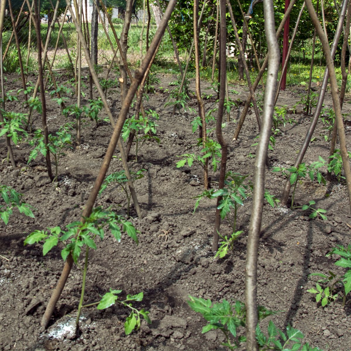 How To Make Tomato Plants Grow Faster 13 Easy Tips