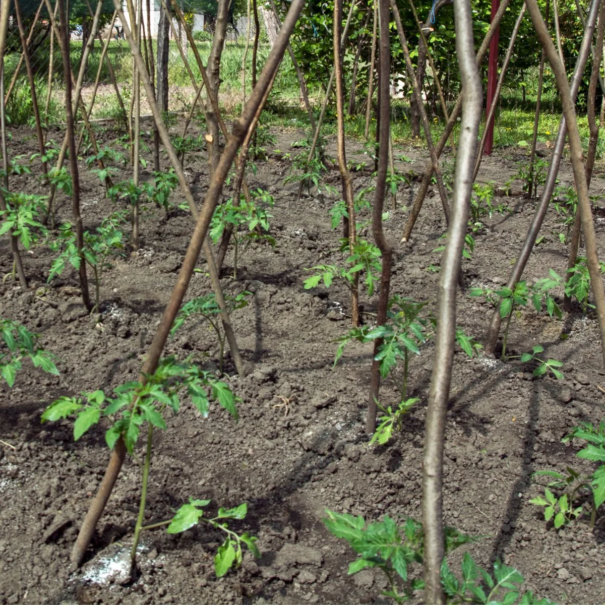 Properly spaced tomato plants in the garden. 