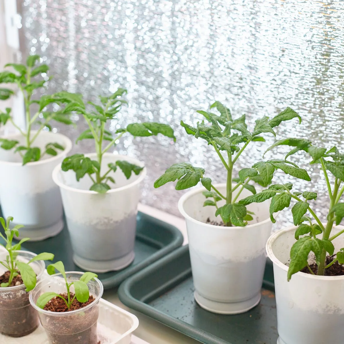 Tomato seedlings in white cups.