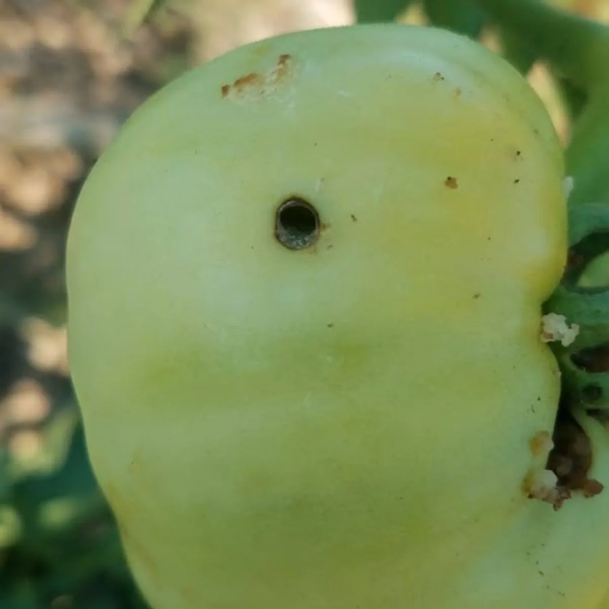 A green tomato with a hole made by a tomato fruitworm.