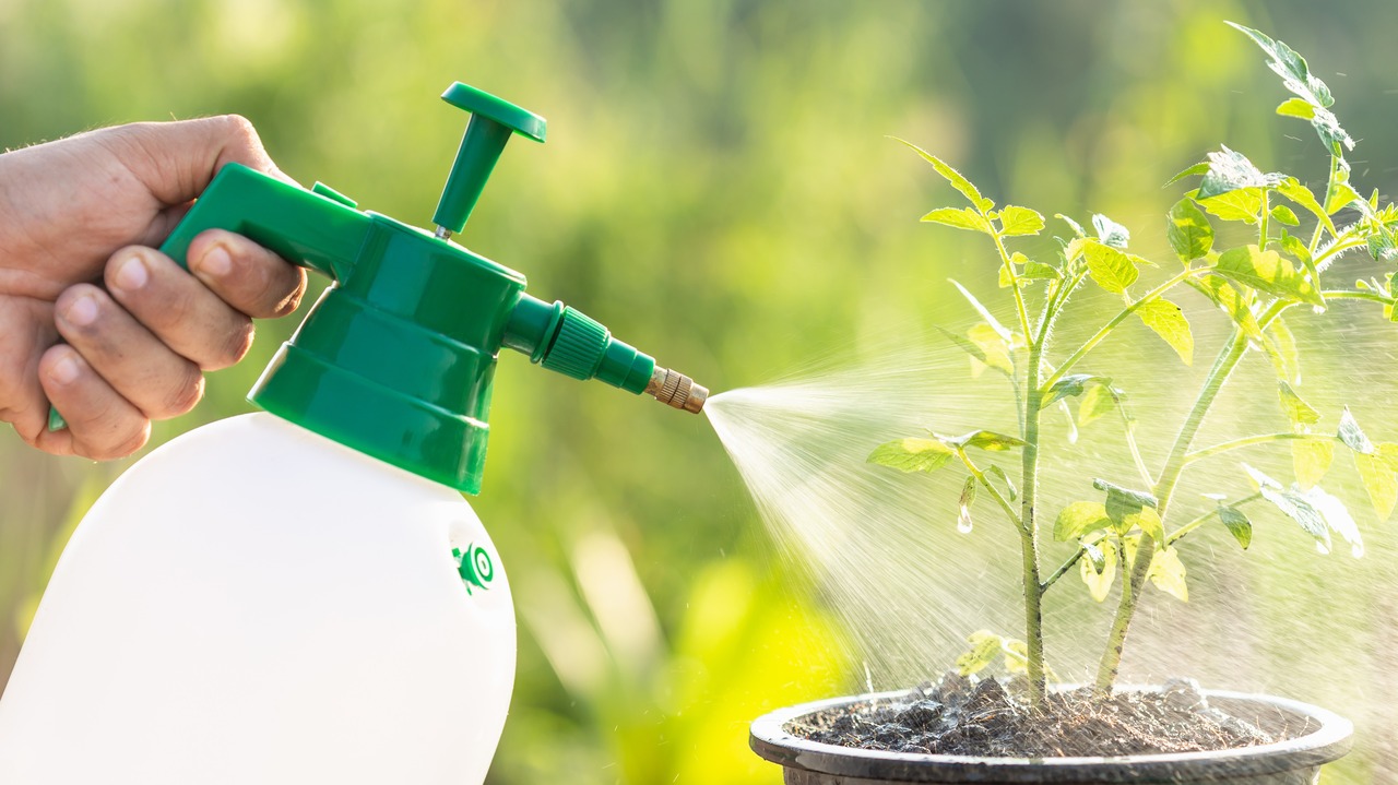 Hand holding watering can and spraying to young tomato plant in garden at morning time