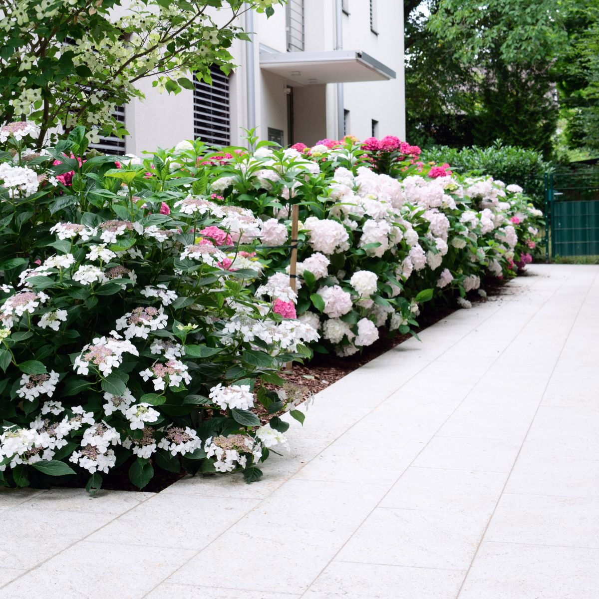 Image of Row of white hydrangeas planted along a walkway