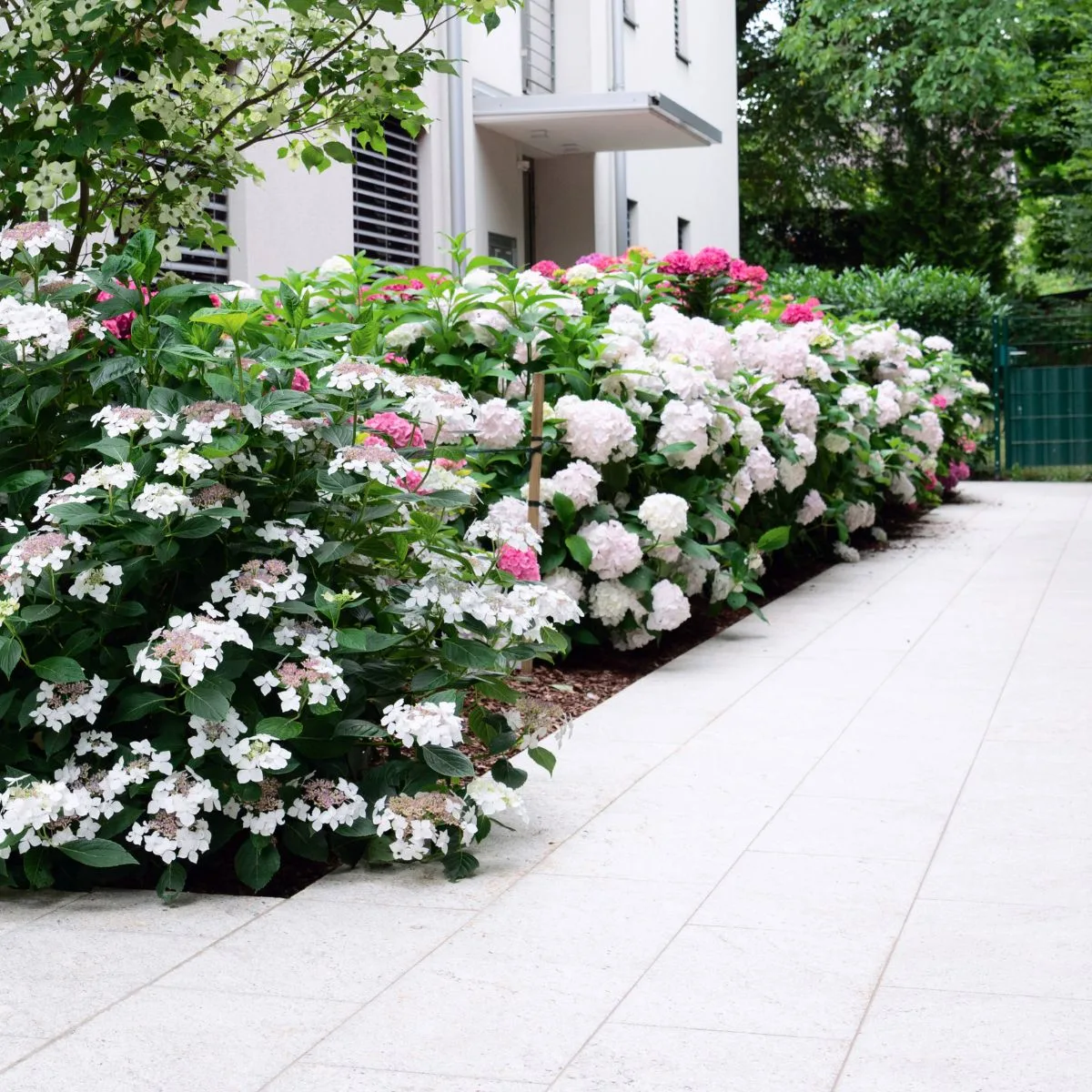 A stunning mostly white hydrangea border with bright pink in between for a pop of color. 