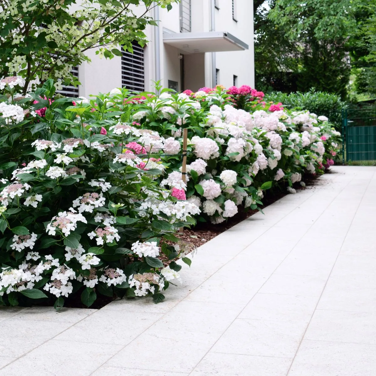 A stunning mostly white hydrangea border with bright pink in between for a pop of color.