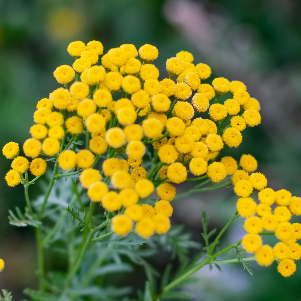 Yellow tansy flowers. 
