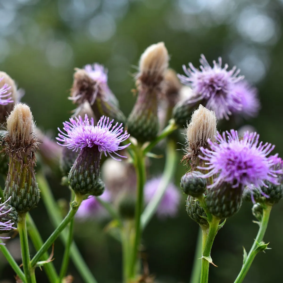 Canada thistle flowers.