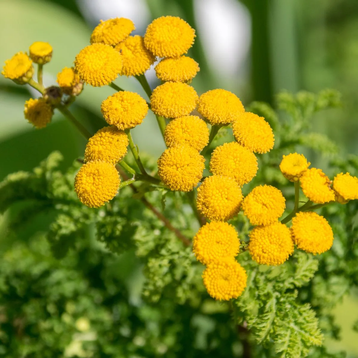 Yellow common tansy flowers.