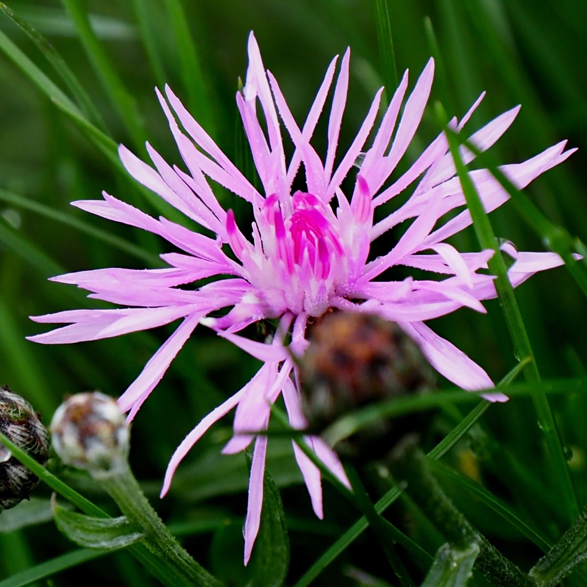 Closeup of a pink Knapweed flower. 