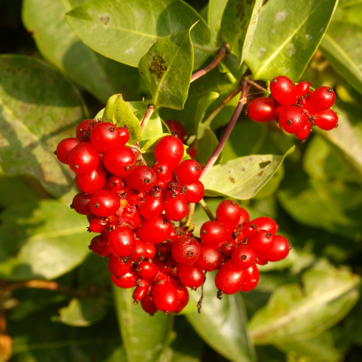 REd Lonicera morrowii berries.