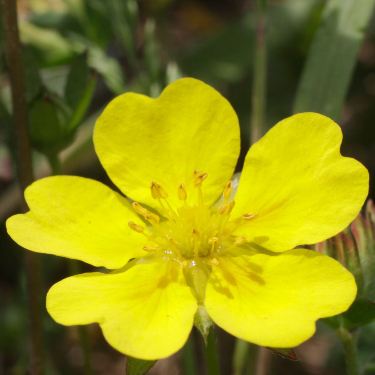 Yellow Potentilla recta flower.