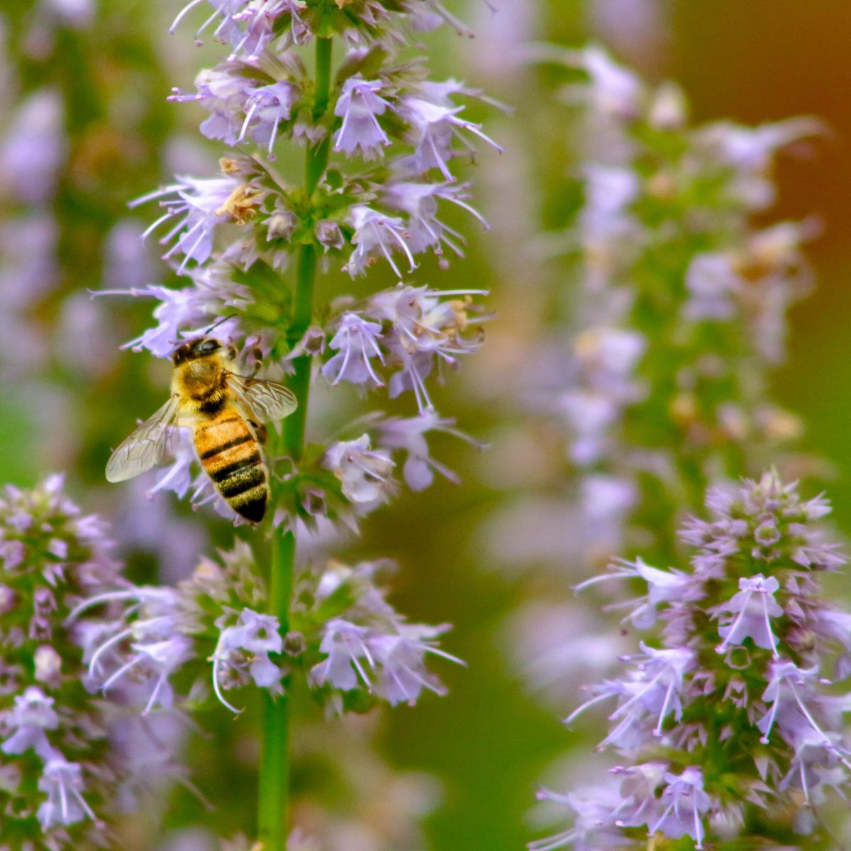 A bee on hyssop flower. 