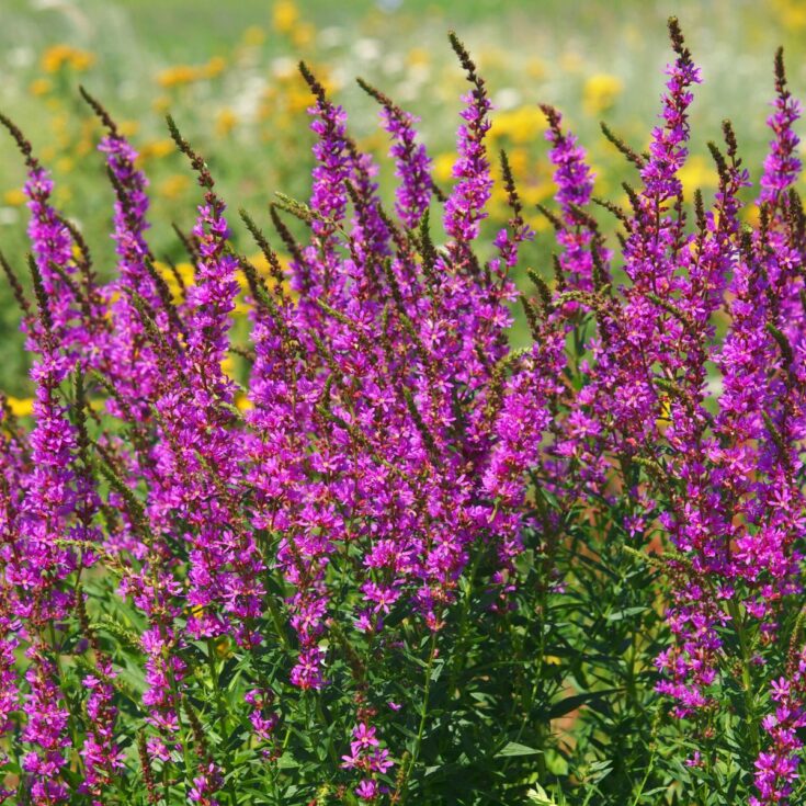 Pink-colored purple loosestrife flowers in bloom.
