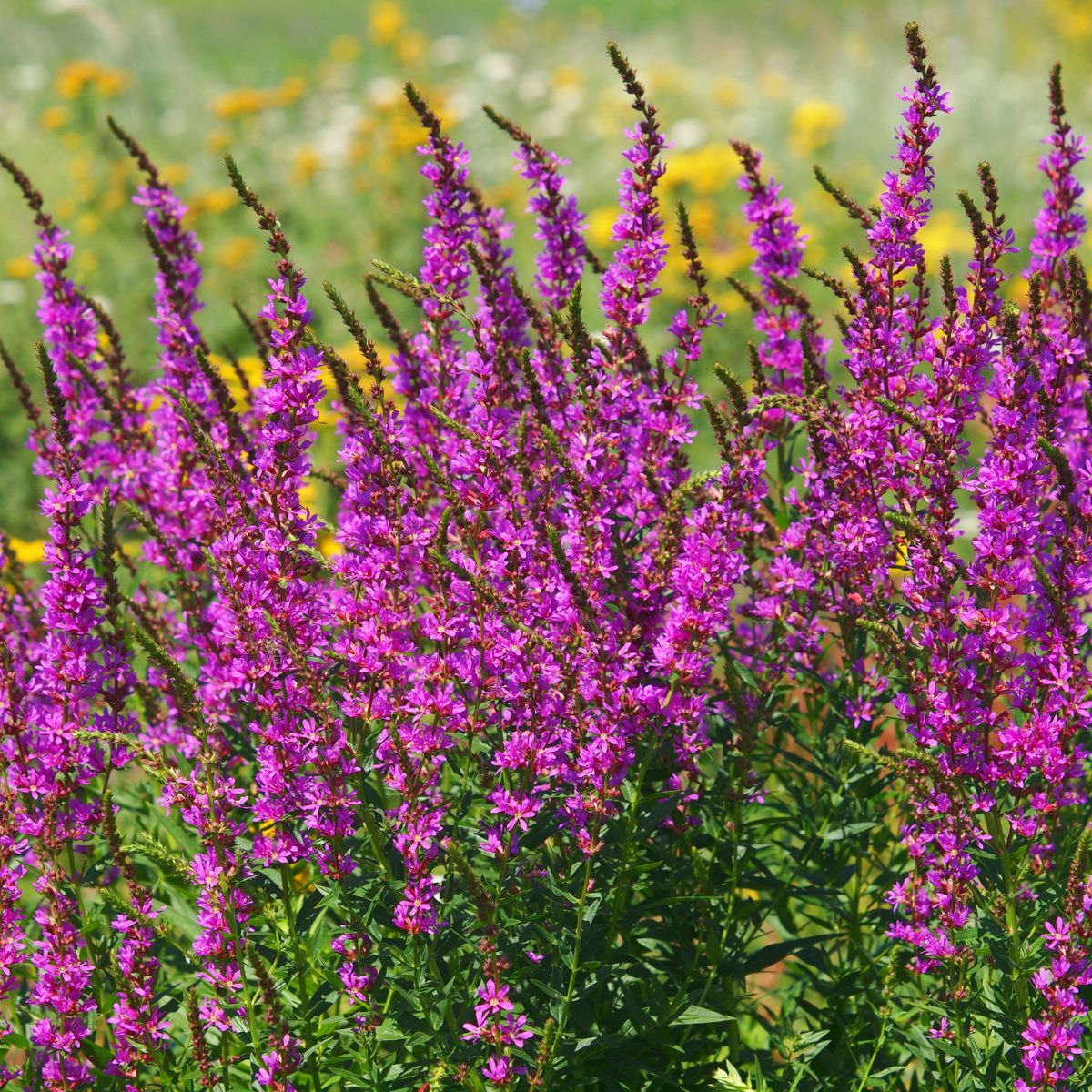 Pink-colored purple loosestrife flowers in bloom. 