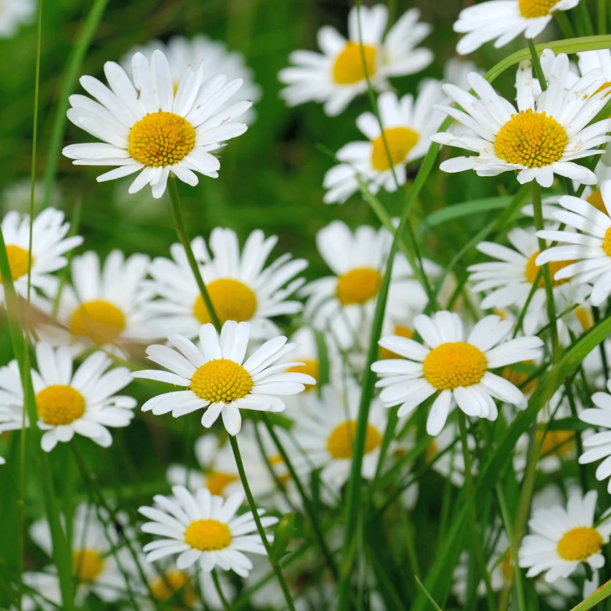 A bunch of oxeye daisy flowers. 