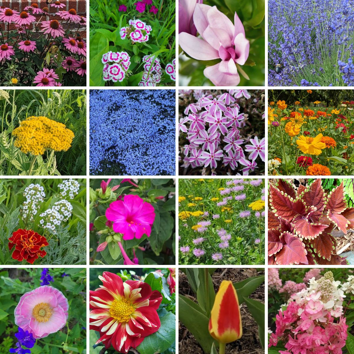A collage of colorful flowers.