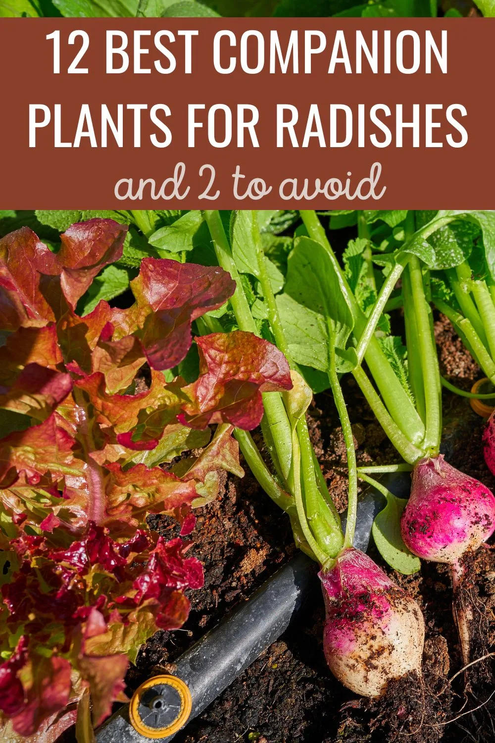 12 Best Companion Plants for Radishes (And 2 to Avoid)
