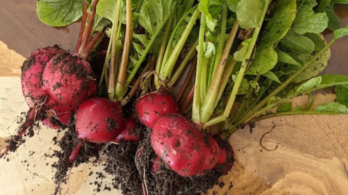 a bunch of freshly harvested radishes.