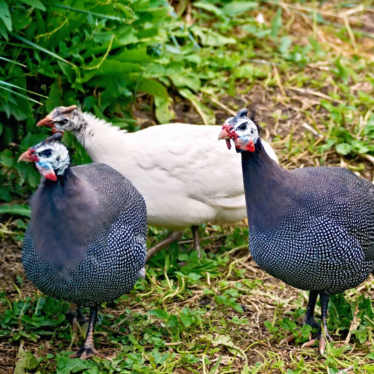 Guinea hens in the backyard.